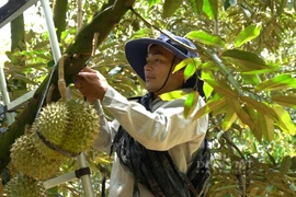 Nông dân Việt Nam xuất sắc 2022 đến từ Lâm Đồng trồng loại quả xuất khẩu chính ngạch, lãi hàng tỷ/năm