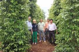 Nâng cao giá trị thương hiệu Hồ tiêu Chư Sê