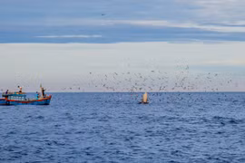 'Tour xem cá voi xanh khổng lồ' ở Bình Định gây tranh cãi