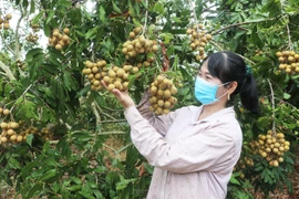 Làm giàu từ cây ăn quả