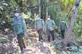 Hưởng lợi từ nhận khoán bảo vệ rừng