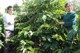 Đak Đoa: Tạo đột phá trong tái cơ cấu ngành nông nghiệp