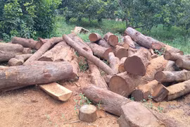 Đức Cơ: Lực lượng chức năng không biết xưởng gỗ hoạt động "chui"