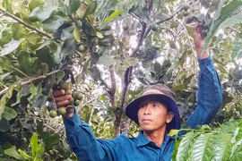 Phấn khởi vì mắc ca được giá