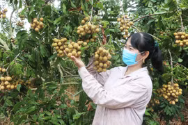 Làm giàu từ cây ăn quả