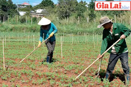 Ước vọng mùa màng bội thu