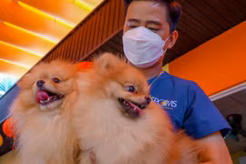 8X thu nhập tiền tỉ nhờ lập trại nuôi chó Phốc sóc