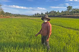 Mang Yang: Hỗ trợ giống lúa chất lượng cao cho đồng bào DTTS