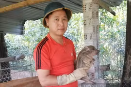 Bỏ phố về quê nuôi con đặc sản chạy hàng đàn, 9X Quảng Nam bán lúc nào cũng đắt như tôm tươi