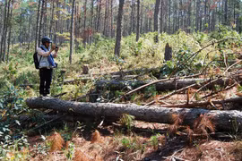Điều tra 37 doanh nghiệp chây ì nộp tiền bồi thường rừng