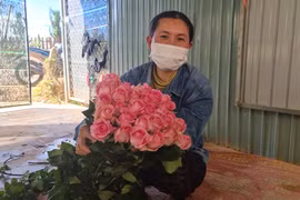 Lâm Đồng: Sát ngày lễ tình nhân 14/2, giá hoa hồng tăng cao khiến người dân phấn khởi