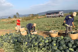 Thấp thỏm vì giá dưa hấu thất thường