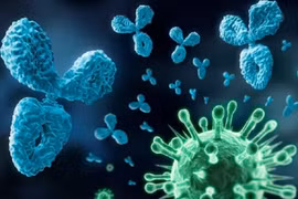 Người khỏi Covid-19 vẫn còn kháng thể trong máu tối đa đến 20 tháng