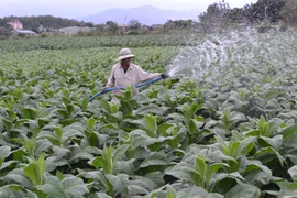 Ia Pa chuyển đổi được hơn 1.250 ha cây trồng kém hiệu quả