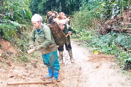 Mùa hái lộc rừng