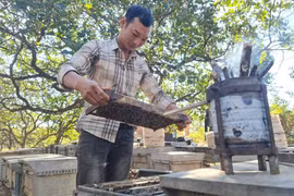 Nghề phiêu du theo những mùa hoa