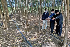 Chư Păh: Hướng đi mới trong phát triển kinh tế rừng