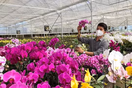 Lâm Đồng sẽ có trên 4 tỷ cành hoa vào năm 2025