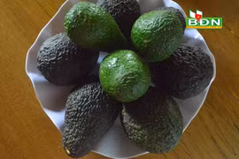 Tình cờ nhân giống bơ đặc sản, dịch bệnh hoành hành như thế, nông dân Đắk Nông vẫn bán nhanh vèo vèo