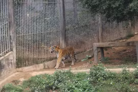 Cận cảnh nơi nuôi trên 20 con hổ lớn tại Việt Nam