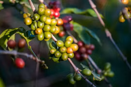 Giá càphê tăng mạnh khiến người tiêu dùng phải trả thêm tiền