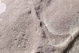 Phát hiện kỳ thú về các loài chim sống cùng thời khủng long