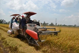 Thương hiệu quốc gia và hành trình gạo Việt