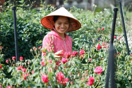 Nâng tầm thảo mộc Việt