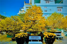 Cây mai vàng khoảng 200 năm được chủ nhân mua gần 2 tỉ gây sốt miền Tây