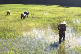 Nông dân Gia Lai phấn khởi xuống đồng đầu xuân