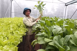 Về quê trồng rau thủy canh trong nhà kính thu 20 triệu đồng/tháng