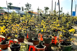 Bình Định: Người trồng hoa tết đạt doanh thu kỷ lục với 161 tỉ đồng