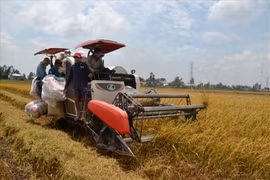 Thương hiệu quốc gia và hành trình gạo Việt