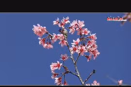 Ngất ngây với mai anh đào nở rực ở Đà Lạt