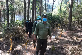 Gác rừng xuyên Tết