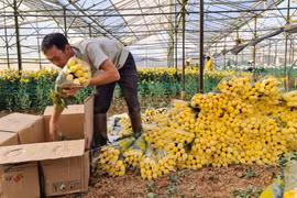 Giá hoa tăng vọt, hoa đồng tiền cao kỉ lục