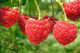 7 lý do quả mâm xôi rất tốt cho sức khỏe