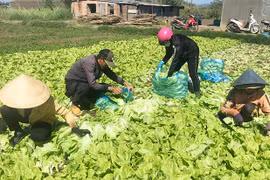 Nhộn nhịp những chuyến rau quả đầu năm