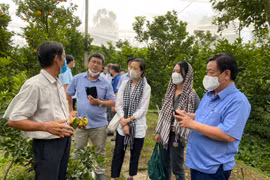 Mệnh lệnh phát triển