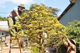 Vì mùa mai Tết năm sau