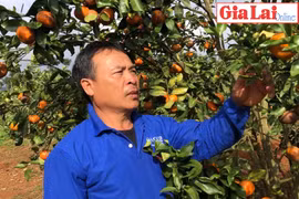 Nông dân xã Sơn Lang thu nhập cao từ cây có múi