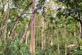 Nỗ lực giữ "lá phổi" xanh cho Tây Nguyên