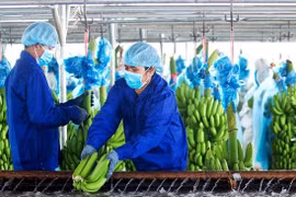 Bức tranh sáng tối của cổ phiếu HAG trước nguy cơ bị hủy niêm yết