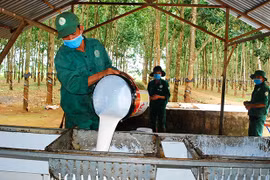 Công ty Cao su Chư Păh nâng cao hiệu quả sản xuất kinh doanh