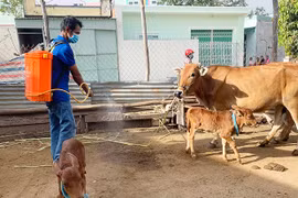 Ayun Pa phát hiện trường hợp bò mắc bệnh viêm da nổi cục