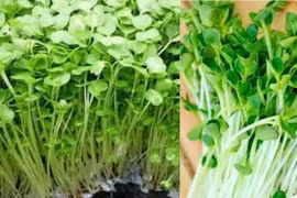 Lợi ích giảm cân của rau mầm