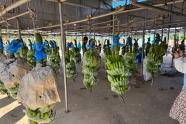 Bầu Đức đưa Hoàng Anh Gia Lai 'trở lại': Tôi thứ hai thì không ai thứ nhất