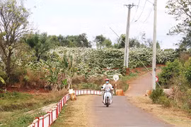 Trà Đa: "Đất lành, chim đậu"