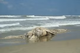 Quảng Nam: Táng xác cá ông nặng gần 12 tấn “lụy” bờ