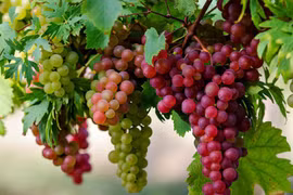 Quả nho giúp ngừa nhiều bệnh, tránh tăng cân